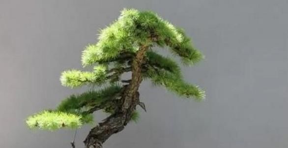 这“3种树”平凡不起眼，做成盆景贵气十足，养上3年，价格翻几倍