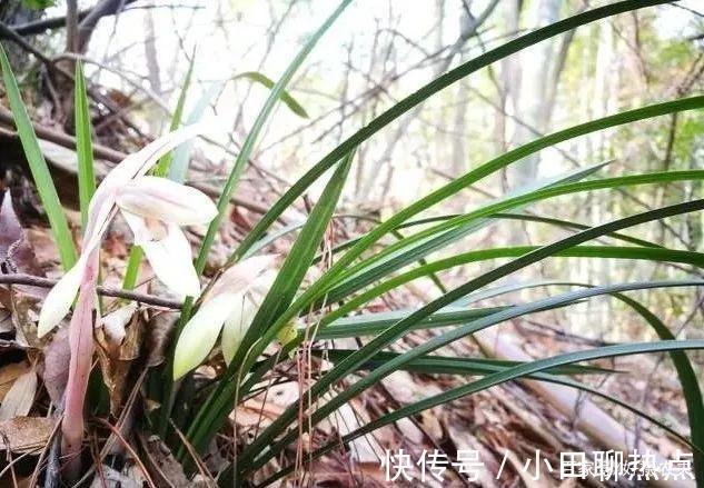 怎样养春兰蕙兰，开花香、花期长3个简单技巧，新手都能做好