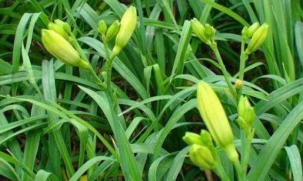 高产|黄花菜清热解毒,降燥泄火,想要收获高产优质的黄花菜,只需五点