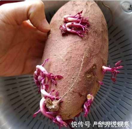发芽的大蒜、生姜，红薯还能吃吗专家告诉你答案，涨知识了
