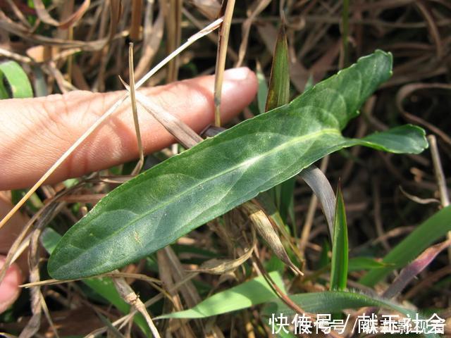 蒲公英|农村叶子像“犁头”,开紫花的野草,价值珍贵,看到请珍惜