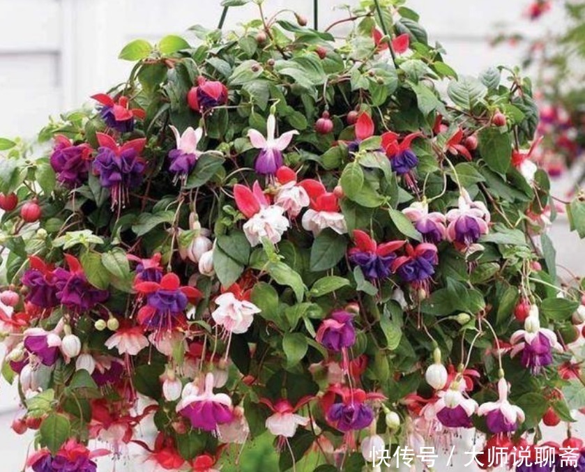 花中西施|4种“超漂亮的花”，谁看见都想养，花开不断，美极了！