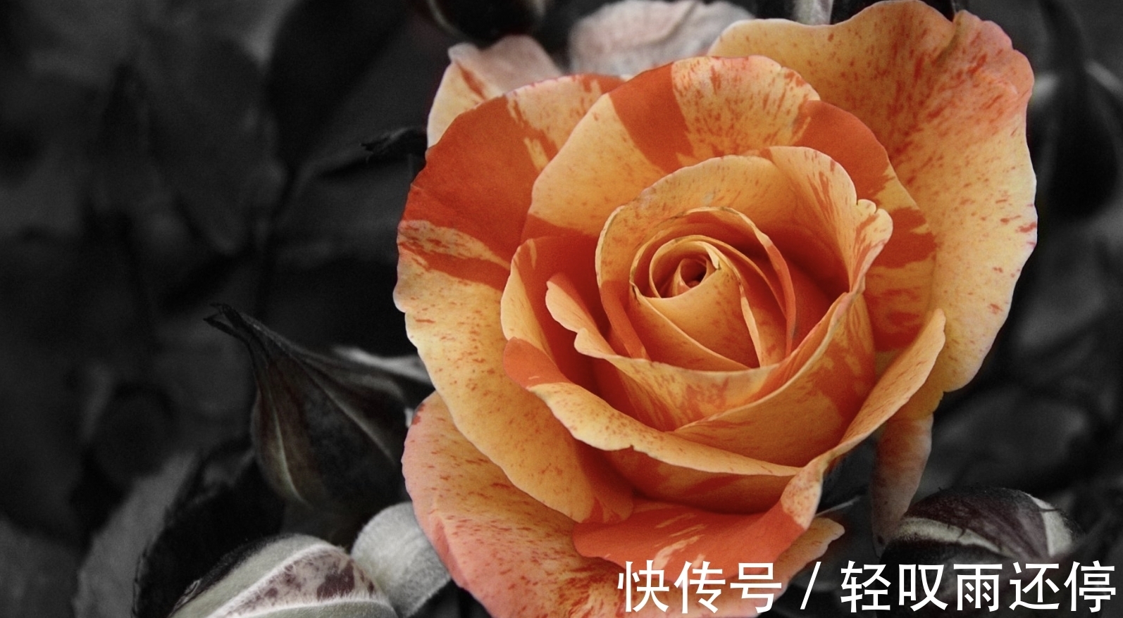 人际交往|8月,月老做媒,千里姻缘,3生肖眉语目笑,相知相恋,爱情不可挡