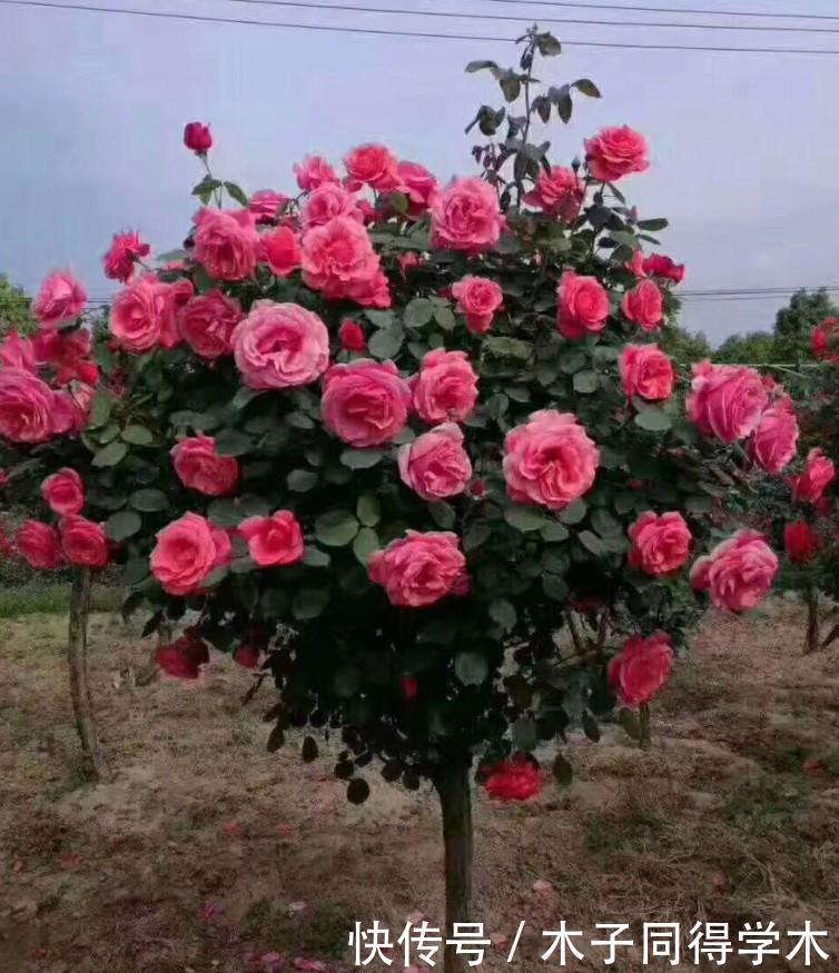 花树|4种“富贵花”,越养越值钱,价值上万元,能换很多“养老钱”