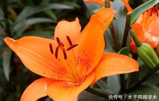 仙气飘飘的几款花卉,迷人的花朵,阵阵花香,优雅迷人