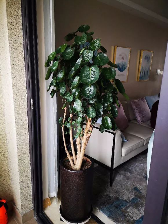 家家|4种名字“有钱”的花,越养越有钱,家家必备!