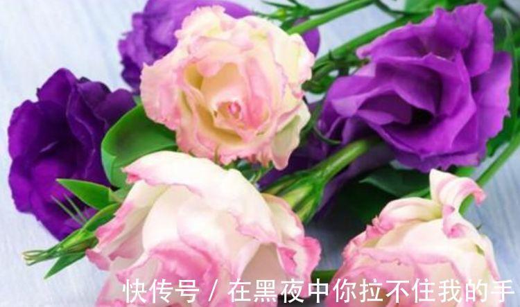 吊兰|4种花自带财运,好养易活不招虫,比牡丹好看,比吊兰好养