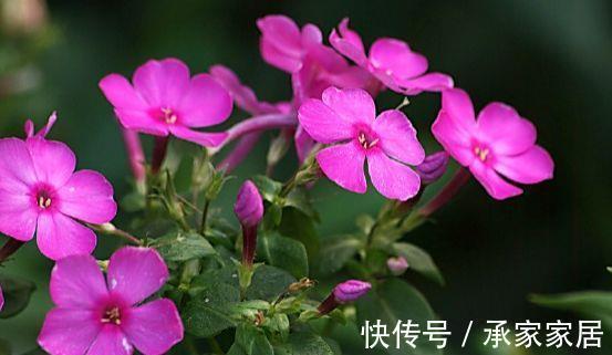 花卉|从8月18日开始,家养此款花卉,颜色艳丽好看,简单好养