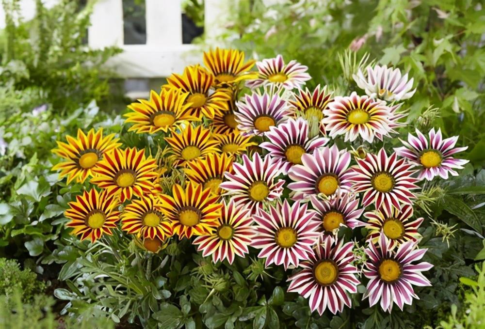 5种花春天养,五彩斑斓花期长,沾土就活,懒人也能养爆盆