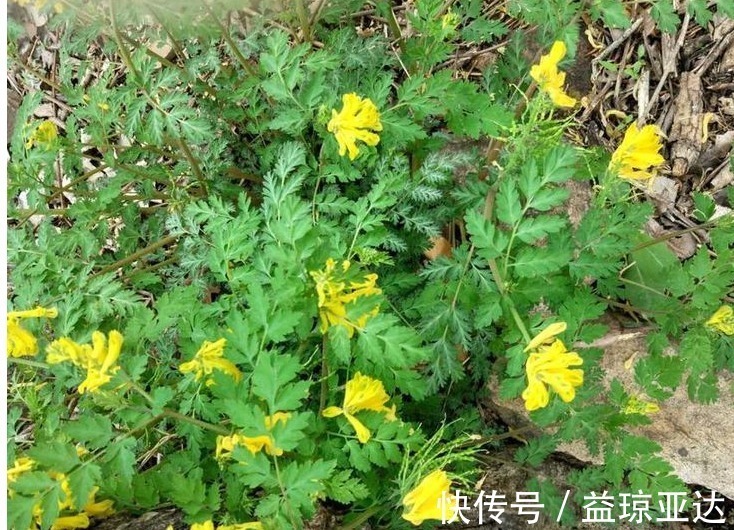 黄瑾|最委屈的野草,曾被误称“断肠草”,如今成最珍贵的中药