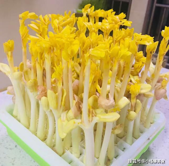 养颜|这菜贫血的人多吃，称“穷人的阿胶”，下饭美味，养颜，减龄又清肠