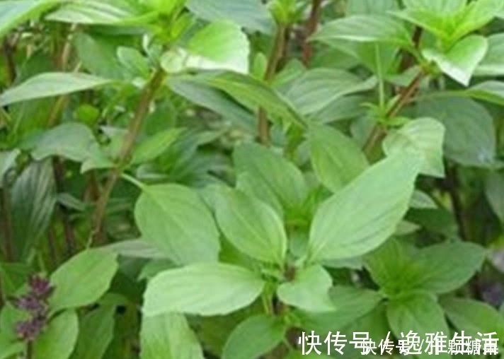 金不换|这种野菜在农村很常见,日本人开价一斤30元都不卖,你们吃过吗