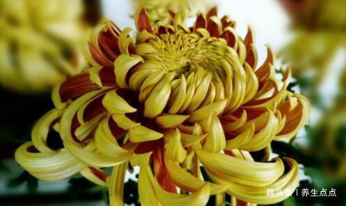 喜欢菊花,不如养盆“精品玫瑰”太子妃,一次开爆四季开花