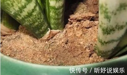 家居养花用它来养虎皮兰,养10年都不会烂根还能开花!