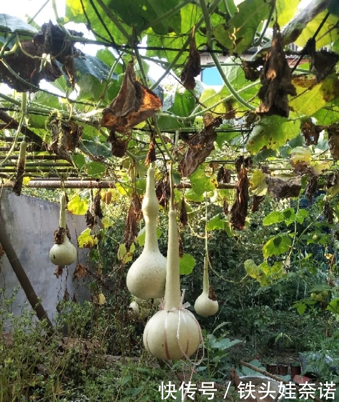 2021养盆镇宅花，当做守护神，好运进来，霉运离开！