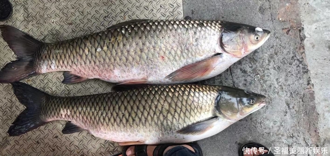 草鱼|夏季浮钓草鱼新方式，比钓鱼更容易钓获草鱼，装备非常简单