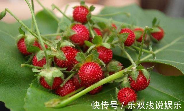赤白血痢疾|农村的有7种“野果”,你吃过几个?吃过4种就服你