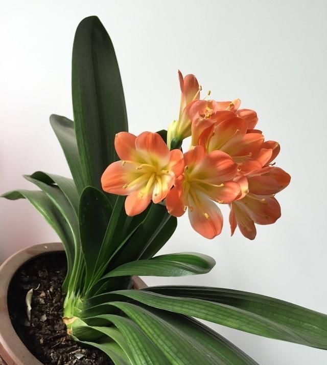 君子兰长得慢,给它吃一点“钙片”,根壮叶绿疯长,开成大花球