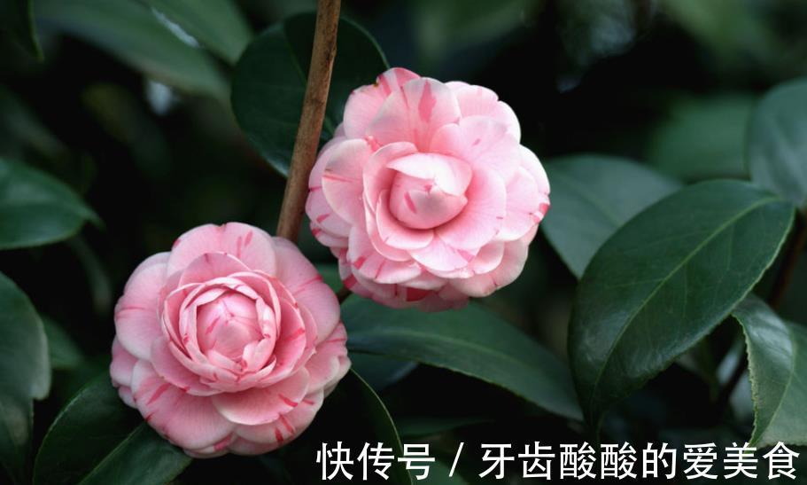 盘点3种适合秋冬养护的花，颜值高长势旺，花开不停美极了