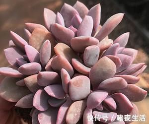 家里养多肉，给它喂勺神仙水，越长越旺盛，侧芽长不停！