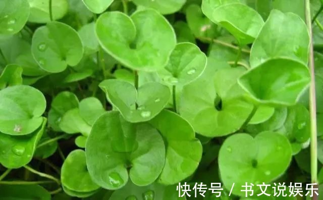 野草|农田里的野草，农民当杂草除，城里卖8元一斤，是上好野菜！