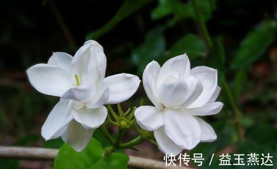 茉莉花|养此6种花要狠狠晒,越晒越能开,不然只见叶子不见花
