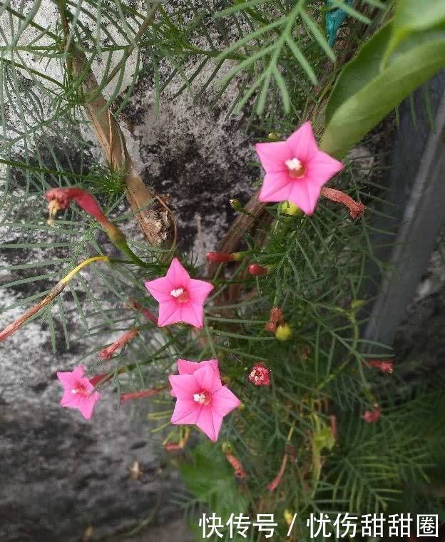 春天就养这2种花，一盆可以开一整个阳台的花儿，漂亮清新