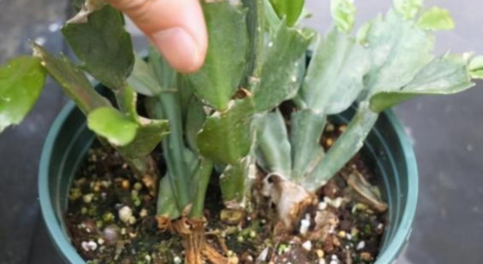 蟹爪兰|夏天5种花不要买,很难养活,费钱又费时间