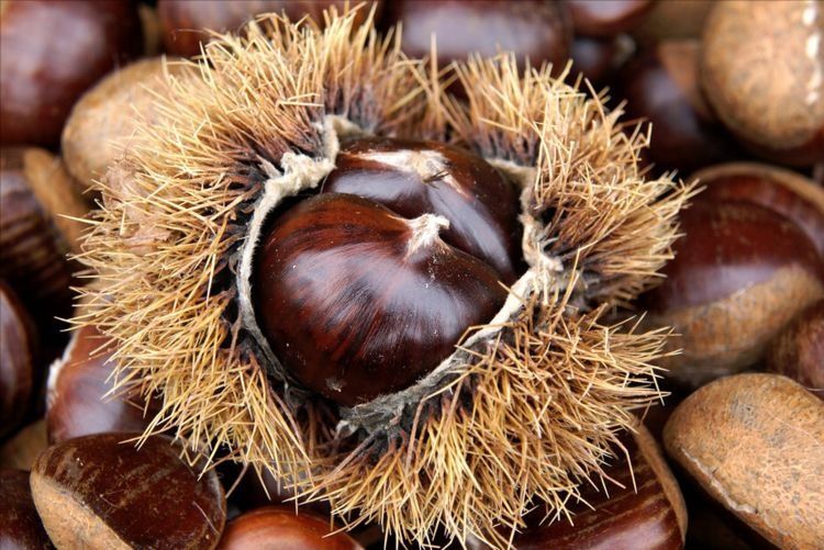 买栗子，挑个头大的还是小的？老农教你5招，皮薄肉多，个个清甜