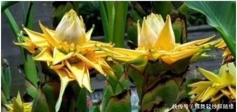 凤仙花|这几种花期超长的花卉，家里种上一盆天天有花赏，最后一种特霸气