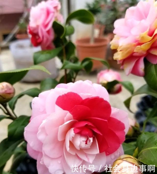 三四月是茶花的盛花季，别偷懒勤快些，枝繁叶茂，开花一茬茬！