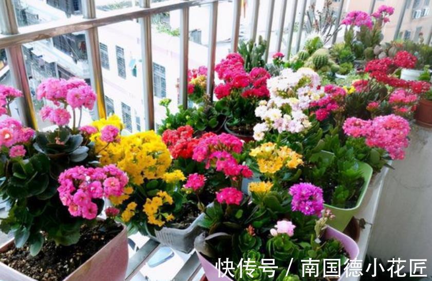 浇水|9月养长寿花,牢记4个要点,叶片肥厚花苞多,轻松开出小花球