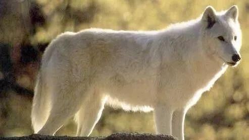 纽芬兰岛曾有一种白色的狼 有最美丽狼之称 因体型巨大导致灭绝 快资讯