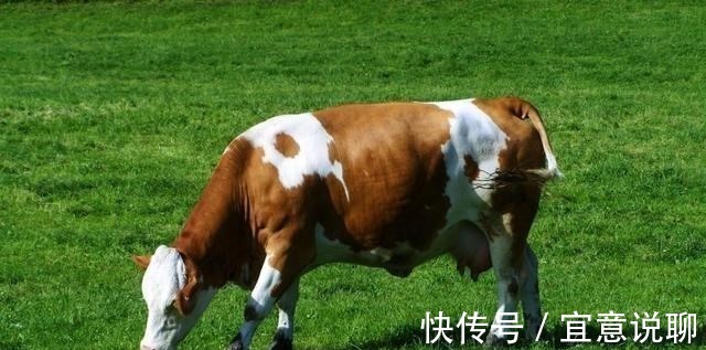 食草动物|牛只吃草,为啥长出一身肌肉,其中蛋白质从哪里得来?
