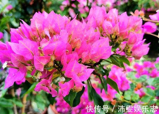 一年四季|修剪三角梅,记住“3字口诀”,侧芽多,花苞多,开花爆盆很简单