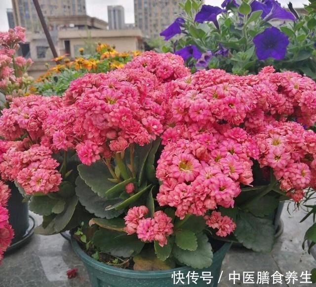 她对长寿花“痴迷”,2个阳台、6个窗台都摆满了,过年开成花海!