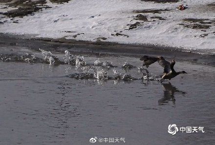 松花江|哈尔滨松花江氤氲蒸腾 野鸭成群结队翩翩起舞