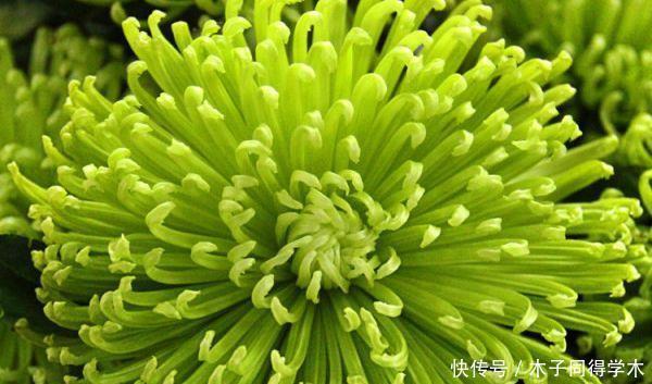 想要菊花盆栽摆脱虫害?只需做这些就能轻松解决