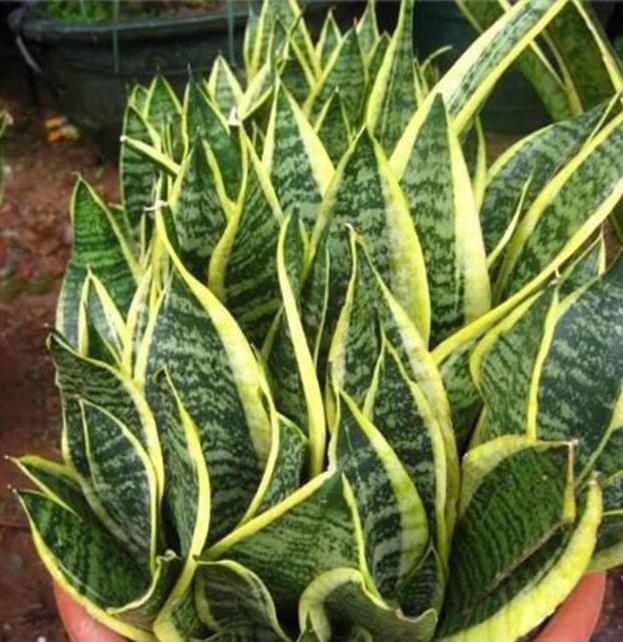 花盆|虎皮兰剪个叶片插土里，1夜冒10个芽，花盆爆满了！