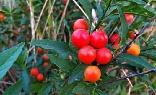 养花|养花不如种这“果”,沾土就活,阳台种一盆,果子挂到来年3月