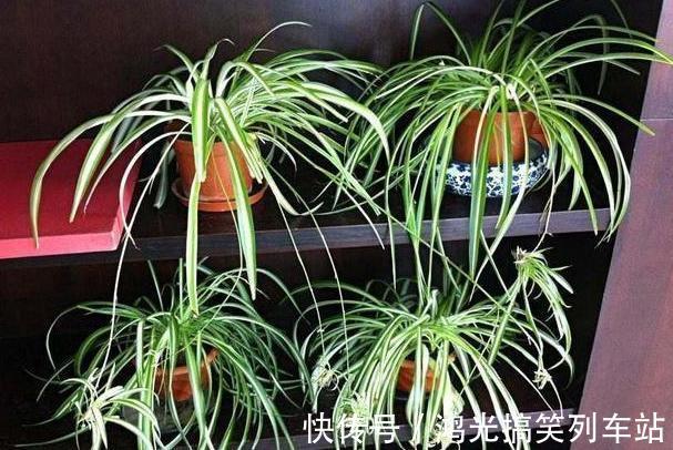 秋季盆栽绿萝、吊兰,1个月1小碗二锅头,枝叶长得油光瓦亮