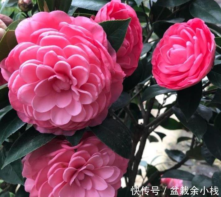  龟背竹|家里养上3种花，耐热又耐寒，四季有花赏，五彩缤纷，花开满盆