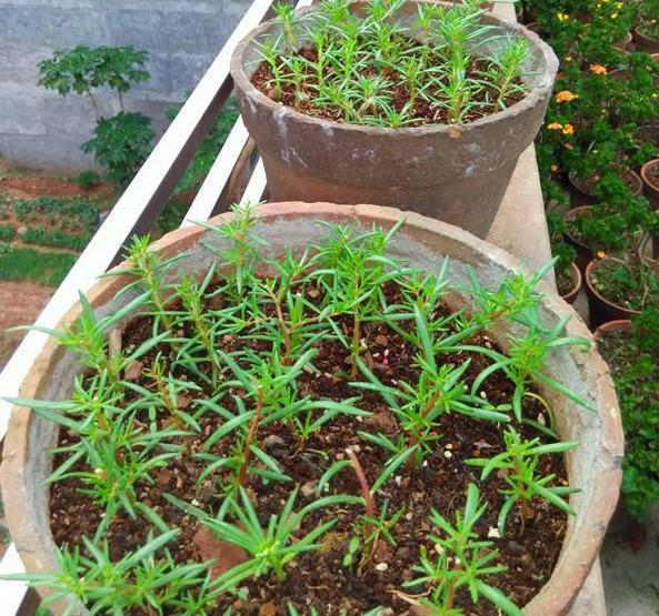 了不起的“太阳花”,耐旱耐晒的“小牡丹”,一年开花360天