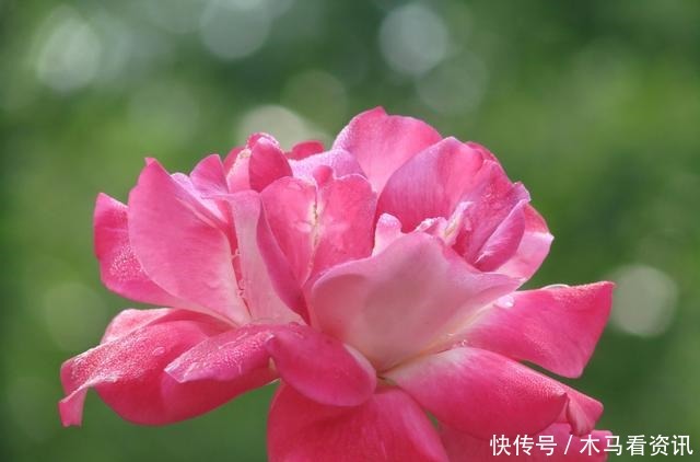 养花就养3种耐旱花,好养易活能爆盆,四季开花不断,夏天也赏花