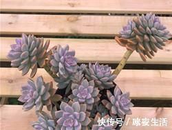 家里养多肉，给它喂勺神仙水，越长越旺盛，侧芽长不停！