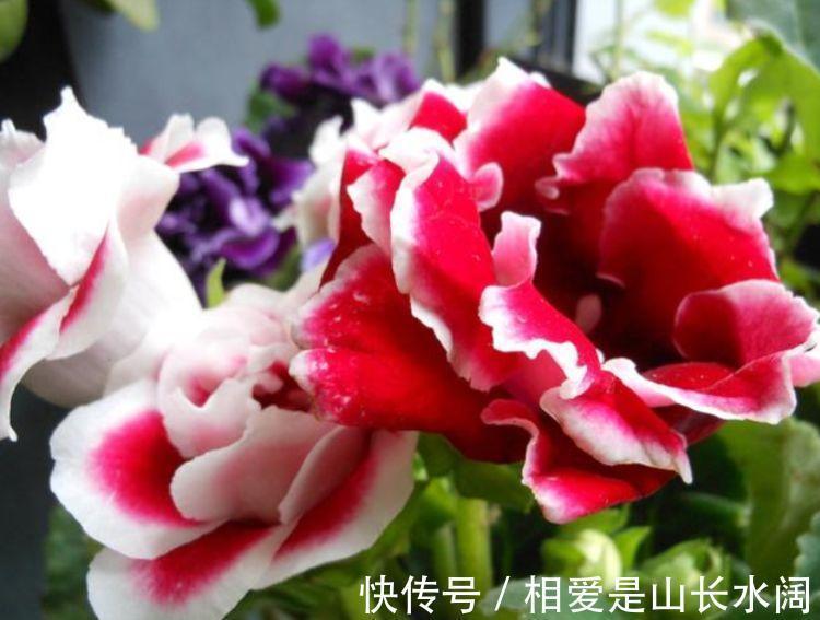 风雨兰风雨兰|养花就养这几款,芳香四溢,比香水都好闻,抓紧养一盆!