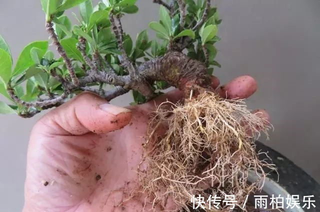 家庭养花,塑料瓶是“宝贝”,学会5个使用“小妙招”,一生受用