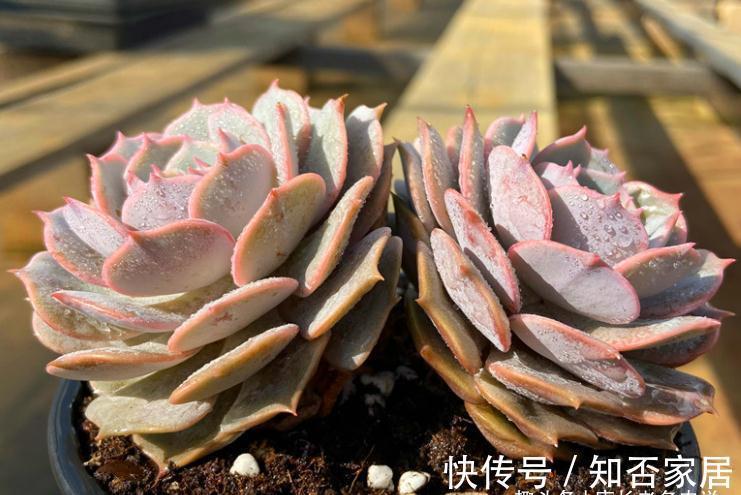 多肉长新叶，老叶片不消耗，原因大概有3种，能保证两点就别管它