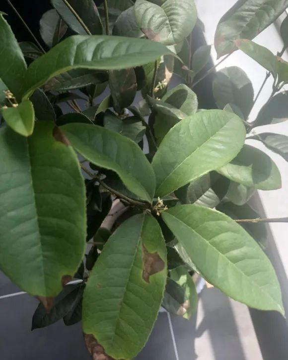 5种花不敢买，秋天死太快，养不活惹一肚子气