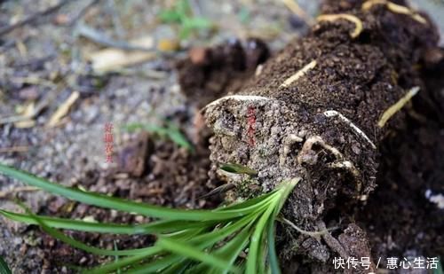 害虫|用什么可以去掉腐叶土里的虫?兰友:1块钱就解决